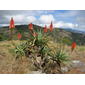 Aloe arborescens on Monte Vumba