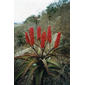 Red flowering Aloe excelsa