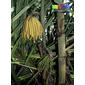 Fishtail palm (Caryota mitis)