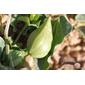 Erva-bicha // Green-flowered Birthworth (Aristolochia paucinervis)