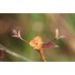 ecosystem/flora/Changing Color Dewflower(Murdannia versicolor)