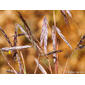 Palha-da-Guiné // Thatching Grass (Hyparrhenia hirta subsp. pubescens)