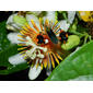 Hemiptera visitando, Passiflora pittieri Mast.