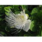 Capparis sandwichiana