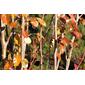 Pereira Corno-de-cabra // Wild European Pears (Pyrus communis)