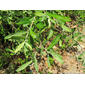 Salgueiro-negro // Grey Willow (Salix atrocinerea)