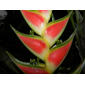 Heliconia wagneriana Petersen