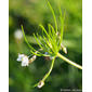 Esparguta; Cassamelo // Corn Spurrey (Spergula arvensis)