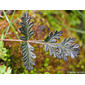 Thapsia minor
