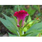 Crista-plumosa // Plumed Cockscomb (Celosia argentea)