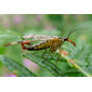 Scorpion Fly. Panorpa communis. Mecoptera