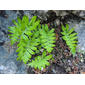 Fentelho; Polipódio // Southern Polypody (Polypodium cambricum subsp. cambricum)