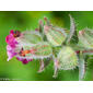 Flor do campo // Red Monkswort (Nonea vesicaria)