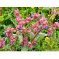 Buglossa-ondulada // Undulate Anchusa (Anchusa undulata subsp. granatensis)