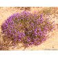 Sapinho-roxo-das-areias // Red Sandspurry (Spergularia rubra)