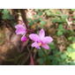 Spathoglottis plicata Blume