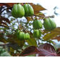 Jatropha gossypiifolia