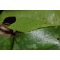 Smilax bona-nox (Smilacaceae) - leaf - margin of upper + lower surface