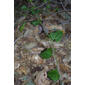 Smilax bona-nox (Smilacaceae) - whole tree (or vine) - general