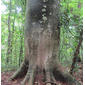 Cavanillesia platanifolia (28910753423).jpg