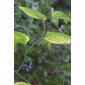 Smilax rotundifolia (Smilacaceae) - fruit - as borne on the plant