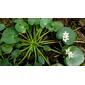 Nymphoides humboldtiana (Kunth) Kuntze
