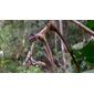 Talisia macrophylla Radlk.