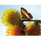 Adelpha sp, livando los  frutos de Nephelium ramboutan-ake (Labill.) Leenh. (cultivado)