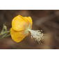 ecosystem/flora/Persian Mallow(Abutilon persicum)