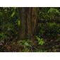 Apeiba membranacea Spruce ex Benth.
