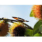 Adelpha sp, livando los  frutos de Nephelium ramboutan-ake (Labill.) Leenh. (cultivado)