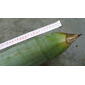 Aechmea patentissima Baker (6312423513).jpg
