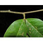 Macrolobium costaricense W. C. Burger