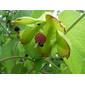 Abutilon sandwicense