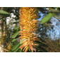 Alvaradoa amorphoides (7554215642).jpg