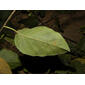 Bonamia trichantha Hallier f.
