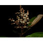 Miconia elata (Sw.) DC.