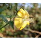 ecosystem/flora/Persian Mallow(Abutilon persicum)