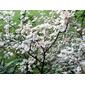MIMOSACEAE  - Madras thorn (Pithecellobium dulce)   / 