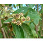 Lippia myriocephala (or L. cardiosegia)