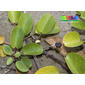 Beach morning glory (Ipomoea pes-caprae) fruit capsule