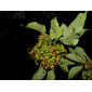Pittoniotis trichantha Griseb.